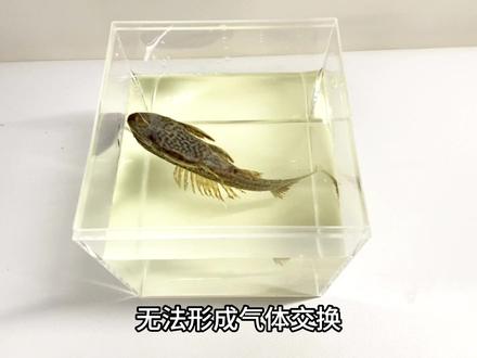 把清道夫放进漂白水里会发生什么事呢?#清道夫奇葩试验 #漂白水 #小实验大道理