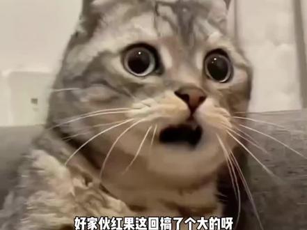 这波让本追剧人狠狠心动了#2025红果年度大赏 #没有对手全是队友