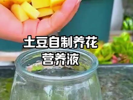 今天叫你用土豆自制营养液#花卉绿植 #小妙招大作用 #养花小知识 #花友力
