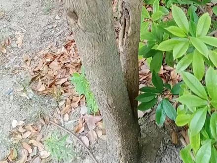 种了十多年的柞榛树