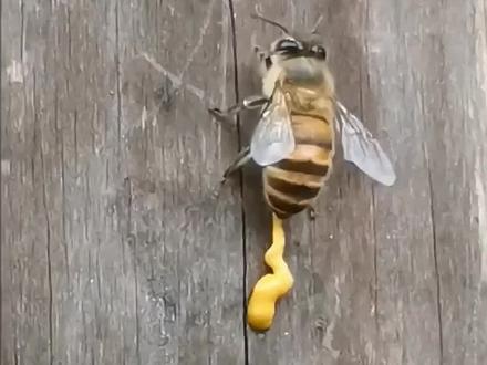 蜂蜜是蜜蜂拉出来的吗?@DOU+小助手 #科普一下 #百科 #涨姿势 #百科知识