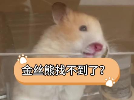 金丝熊越狱,找不到了怎么办?#金丝熊 #养鼠日常分享