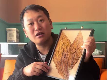 关注国产雪茄,关注云南烟叶#雪茄#雪茄知识 #云南烟草