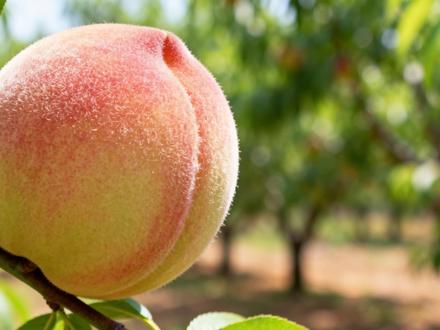 蜜桃姐(一)#八卦娱乐