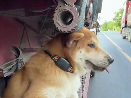 铲屎官带狗回家图鉴🚗!第一批回家的狗太会整活😂! #狗狗 #狗回家 #狗回家过年 #狗