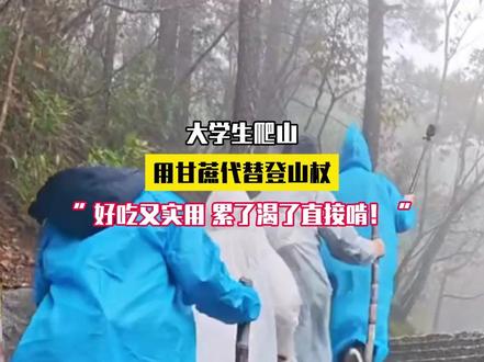 大学生爬山用甘蔗代替登山杖“好吃又实用 累了渴了直接啃!#甘蔗 #登山杖 #爬山