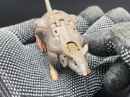 变形金刚 超能勇士 王国系列 核心级 老鼠勇士#变形金刚玩具 #超能勇士 #猛兽侠