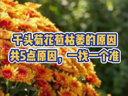 千头菊花苞枯萎的原因是什么?共5点原因,一找一个准#养花 #养花小知识 #千头菊
