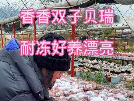 宝宝们正在直播,香香双子贝瑞耐冻好养漂亮,还有很多浮力款哦!#多肉 #多肉植物