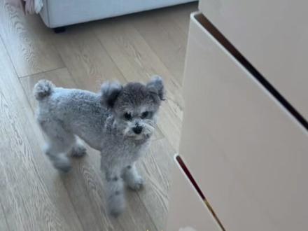 #上热门🔥 去了一间旅馆定了狗狗酒店,真的有小狗诶