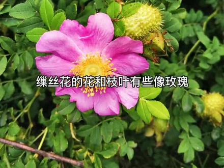 刺梨,真正的VC之王、滋补佳品。如同紫茉莉叫烧汤花,跟着桑农叫缫丝花。西南已为宝,公园人不识。#植物科普
