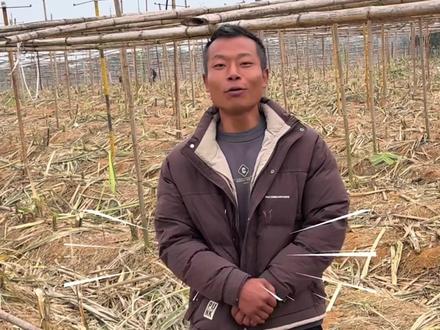 11月30日报道,#四川偷甘蔗农场老板喜迎下班 :偷完了,偷完了,终于偷完了。#甘蔗被偷完老板笑脸回来了