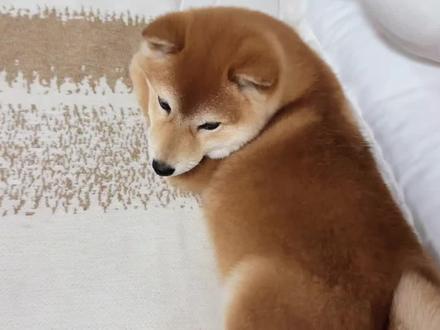 小狗放屁为何无声且臭啊啊啊😧#柴犬幼犬 #萌宠 #萌宠日常记录 #养狗人 #看看你们的萌宠