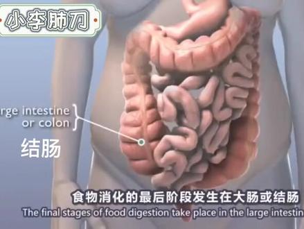 有味道的视频,粪便形成过程,3D演示。。