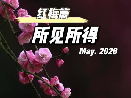 你知道这种树型的红梅现在还能值多少嘛?#园林绿化#园林景观#市政工程#苗木种植基地#苗木采购