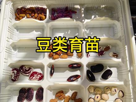 豆子也育苗了,今年朋友送的各种豆子好猎奇#育苗 #种菜小技巧 #种菜 #种植小技巧 #抖音助农