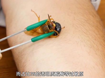 金环虎头蜂简介#昆虫 #微距摄影 #微观世界 #金环虎头蜂