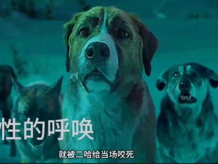 一条狗狗的逆袭之路!#野性的呼唤