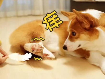 估计我家这二狗子,都是怕老婆的货色🤣#宠物福利社 #在家无聊