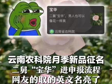 这名字可太妙了! 云南农科院月季新品征名 二舅“宝华”进申报流程 网友的英文名亮了:Joe(舅)、Angel(俺舅)
