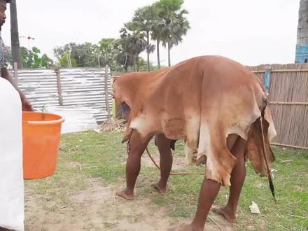 四川话爆笑配音:爆笑男子和黄牛的较量,这个配音视频太搞笑了#搞笑视频 #搞笑短片 #爆笑 #爆笑来袭 #爆笑名场面 #看一遍笑一遍 #皮哥配音秀 #皮哥方言秀