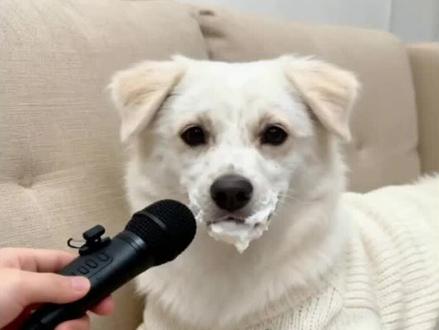 谁偷吃了蛋糕#狗狗的心思都写在脸上了 #AI