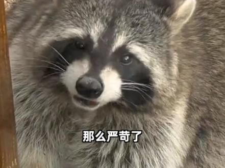 小浣熊胖成煤气罐被迫减肥2个月 近日,江苏常州一景区的小浣熊胖成“煤气罐”,引得众多游客喜爱。#小浣熊 #减肥