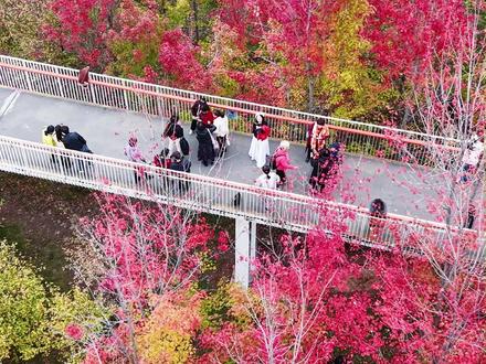 想知道西安的秋天到底有多美?这6个免费宝藏地可别错过! 抓住周末不下雨的好天气,咱出门赏秋去~#西安赏秋 #西安周末好去处 #西安秋景 #古观音禅寺 #雁南公园