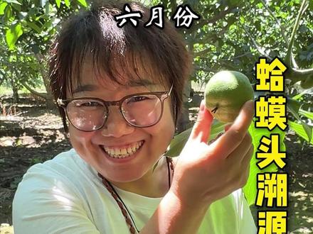 文玩核桃蛤蟆头产地溯源 6月份成姐带你看看现在的蛤蟆头长势如何#文玩核桃 #盘核桃 #文玩核桃知识 #蛤蟆头