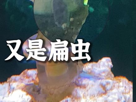 又是扁虫……#海缸 #火柴 #珊瑚 #水族
