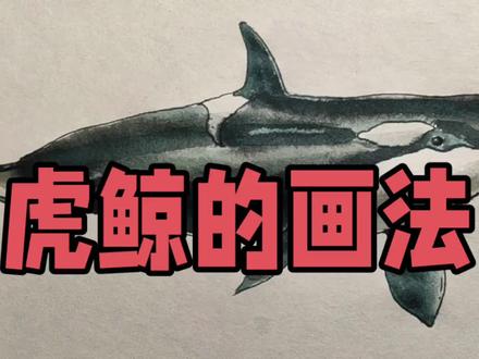 钢笔淡彩小技巧,虎鲸额绘画方法 #绘画教程 #每日一画 #零基础学画画 #钢笔淡彩 #水彩 #画画 #手绘