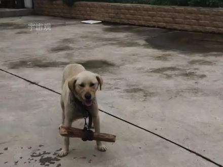 为什么要给狗子挂木棍和秤砣 #涨知识