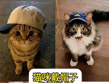 猫咪戴帽子特效教程来了!!!小猫戴帽子头像 小猫帽子 小猫帽子ai 猫咪帽子 猫咪戴帽子特效 帽子歪歪戴云南山歌 小狗戴帽子 都说帽子歪歪戴完整版 宠物带帽子 狗带帽子图片 小帽子狗狗 狗狗歪戴帽子 #豆包ai#豆包P图已经nextlevel了#小猫帽子 #猫咪戴帽子特效 猫咪帽子特效 #戴帽子小猫拍照特效 都说帽子歪歪戴
