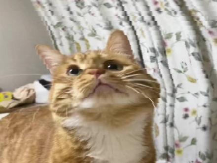 有没有一种可能,你已经中毒了,但是你不知道🤕
#记录猫咪日常 #家有大橘 #橘猫 #猫咪的迷惑行为 #中华田园猫