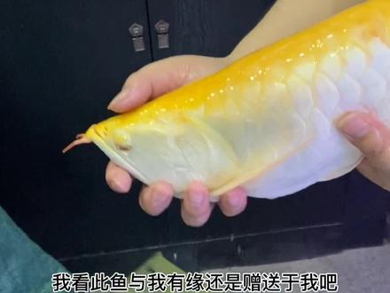 给三米大缸来条大带鱼#观赏鱼 #我要上热门 #水族