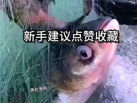 粘网下网使用小技巧,新手朋友记得点赞收藏