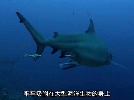 这是世界上,最懒也最聪明的鱼,不仅能够遨游海洋,还可以得到免费的食物。#动物科普 #海洋世界 #䲟鱼