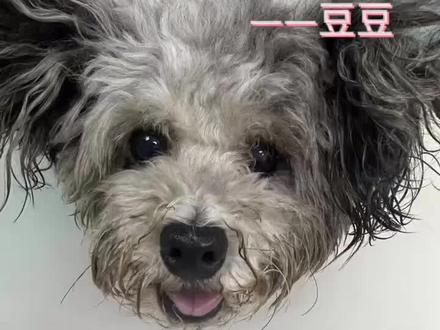 这不是皮肤病,不是外伤,这叫犬颜面瘘,很多人搞错,按皮肤病或者外伤治疗,消炎止疼,花再多钱也不见效果。
他叫豆豆,一只超级可爱的小泰迪,来医院检查,诊断为犬颜面瘘,犬颜面瘘是因为牙髓炎,牙根坏死引起的,起初的症状是,口臭,牙黄,牙结石,没有得到重视,一步步恶化导致的,经王医生和豆豆主人商议决定,洁牙拔牙,缝合伤口,牙齿洗的雪白锃亮。
今天术后十天的豆豆来医院拆线了,伤口长的非常好,颜值重回巅峰啦。