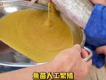 鱼苗孵化就是这么简单!#鱼苗孵化 #水花 #养鱼人 #我的农村生活 #抖音助农