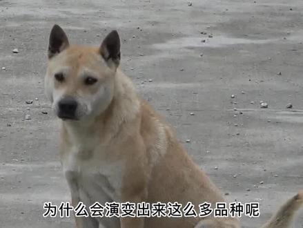 土狗总是成群结队地出现,这是为什么?它们聚在一起有什么目的 #土狗 #田园犬 #动物