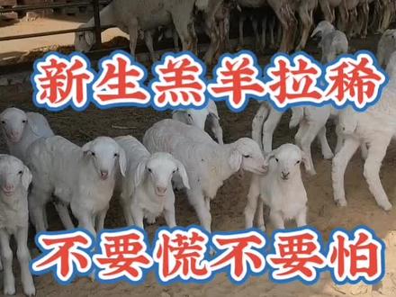 新生羔羊拉稀不要怕不要慌这样做很实用#怀孕母羊 #羔羊成活率 #技术分享