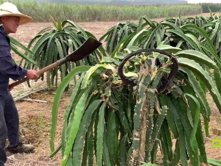 果农把火龙果树全砍光,树上还挂着好多火龙果,真是太浪费了