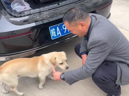 狗子:前途亮的睡不着哇#狗狗 #搞笑 #万万没想到 #狗认主人