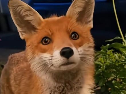 动物城现实版#疯狂动物城2 #动物 #治愈猫咪