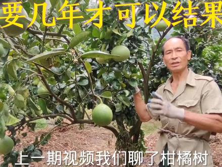 柚子树嫁接换种之后,第二年能结果吗,我们来看看吧 #黔阳冰糖柚