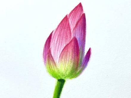 分享一朵简单的荷花画法,你画出来了吗?#彩铅 #画画 #原创 #跟着抖音学画画 @DOU+小助手