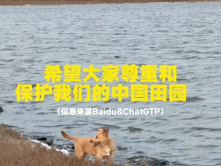 真实狗皮换飞机故事改编#中国田园犬 #大黄