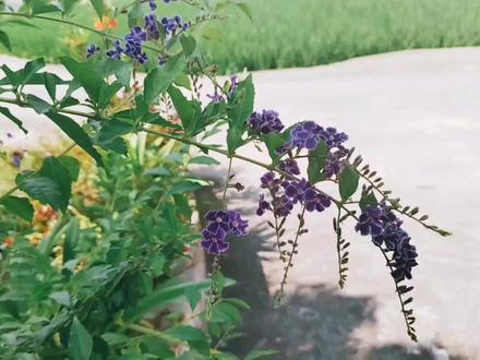端午节快到了,做个茶籽壳碱水(灰水),辛苦两天才得到一点点#碱水 #灰水 #灰水粽 #传统工艺 #传统美食手工制作 #茶籽壳的用途