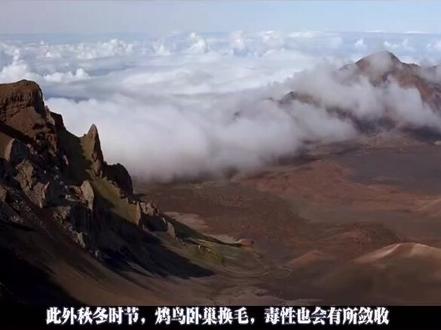 饮鸩止渴的鸩到底是什么?#神话 #山海经