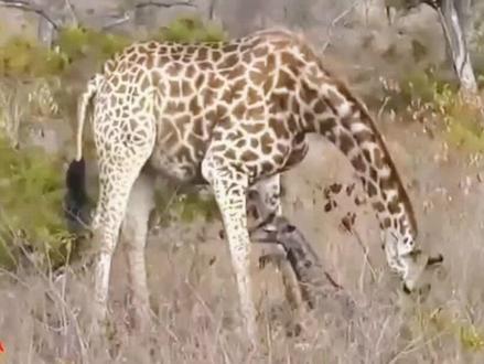 猎狗也有孬种的时候#野生动物零距离 #爱护大自然保护野生动物